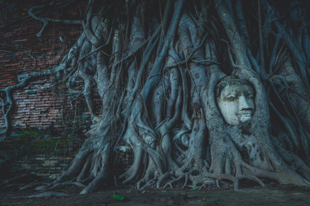Buddha head embedded by tree root at Ayuthaya historical park Thailand, world heritage by Unescoの写真素材