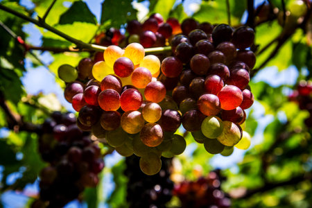 Landscape with autumn vineyards and organic grape on vine branchesの写真素材