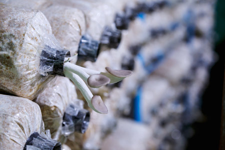 bunch of mushroom growing up in infected mushroom loaf with blurred backgroundの写真素材