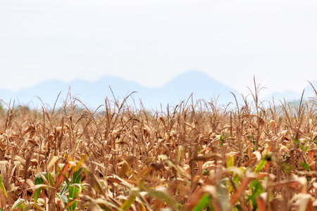 dry corn field ready to harvestの写真素材