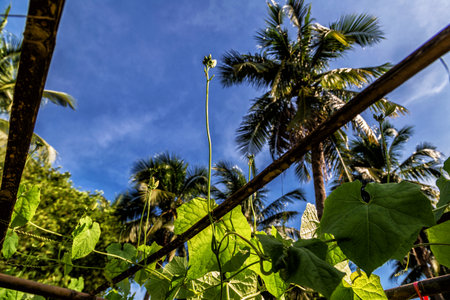 Green young plant growing and flowering in the farm, zucchini. Agriculture of Thailand.の写真素材