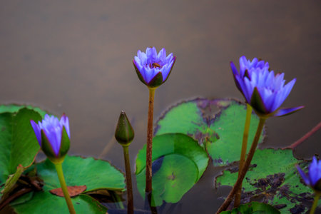 Pollination on purple Lotus by bee, water lillyの写真素材