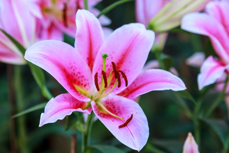 Colorful of Floral blossom consist of Tulip, orchid, Lilly, cyclamen and othersの写真素材