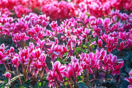 Colorful of Floral blossom consist of Tulip, orchid, Lilly, cyclamen and othersの写真素材