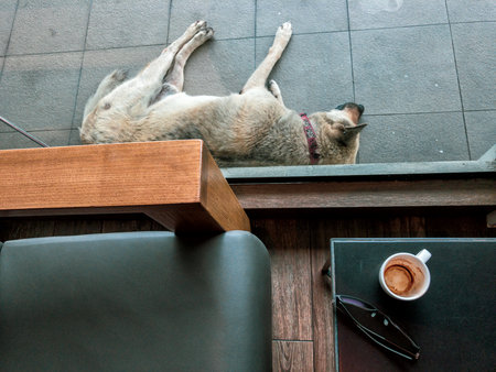 finished coffee cup in bottom right corner with glasses beside and sleeping dog on the top of photoの写真素材