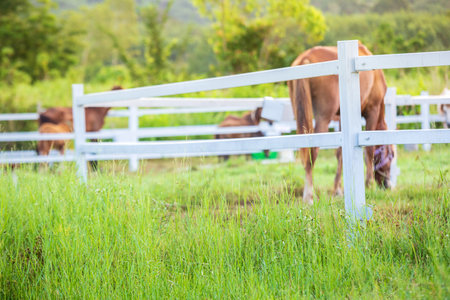 Blur horses in background and grasses with morning dew at foreground, Green meadow for horses with a stableの写真素材