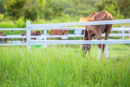 Blur horses in background and grasses with morning dew at foreground, Green meadow for horses with a stableの写真素材
