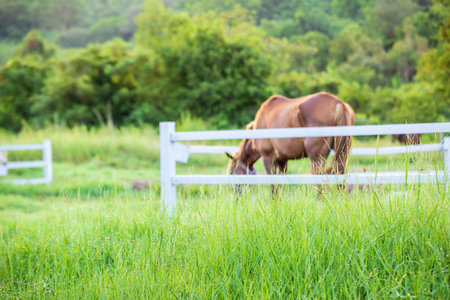Blur horses in background and grasses with morning dew at foreground, Green meadow for horses with a stableの写真素材