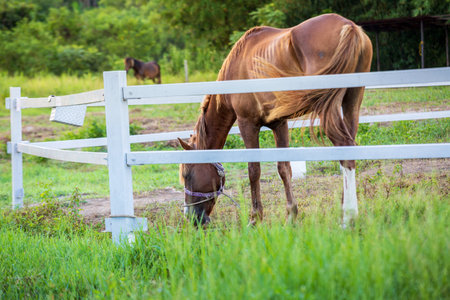 Blur horses in background and grasses with morning dew at foreground, Green meadow for horses with a stableの写真素材