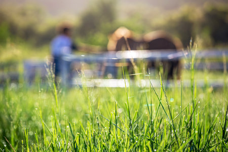 Blur horses in background and grasses with morning dew at foreground, Green meadow for horses with a stableの写真素材