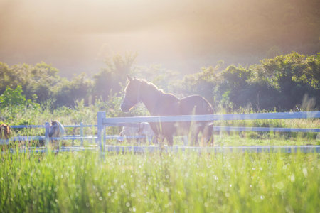 Green meadow and Grasses with morning dew at foreground and horses in stable as background with gold sunlightの写真素材