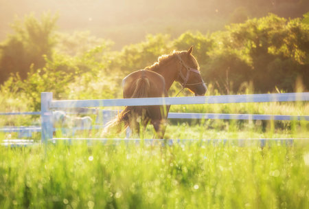 Green meadow and Grasses with morning dew at foreground and horses in stable as background with gold sunlightの写真素材