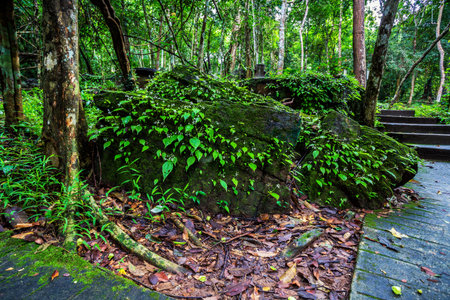Wet green leaf fern and moss grow on the rock at Pang Sida waterfall, greenscape of Srakaew Thailandの写真素材