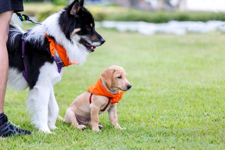Dog standing on the grass wearing a leash and owner's legs are in the distance