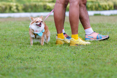 Dog standing on the grass wearing a leash and owner's legs are in the distanceの写真素材