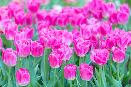 Tulip bloom in the garden with lens blurred effect as foreground and background, some in a row and some of it spread outの写真素材