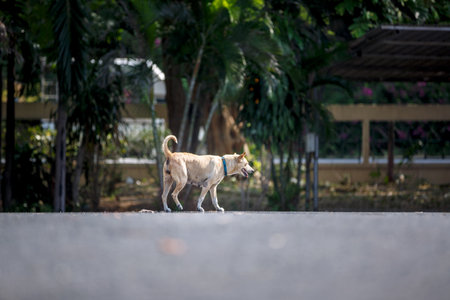 stray dog in a street of Chonburi Thailand with blur foreground roadの写真素材