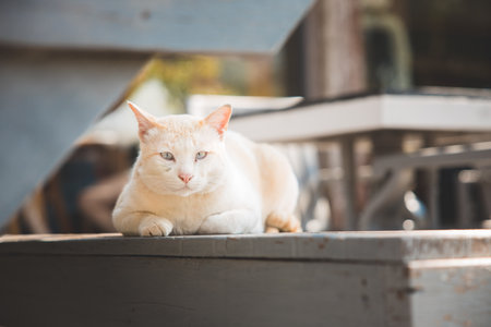 Lazy cat lay down on the chair, relaxing mood