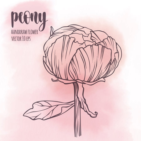 Floral plant botany elementのイラスト素材