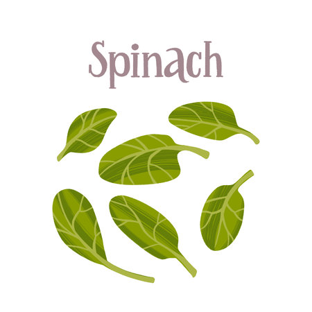 Healthy nutrition product. Fresh tasty spinach salad.のイラスト素材