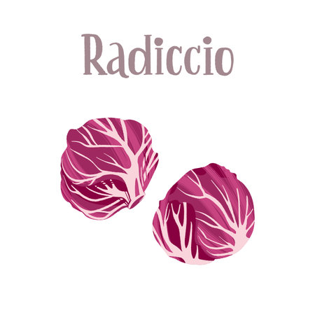 Healthy nutrition product. Fresh tasty radicchio salad.のイラスト素材