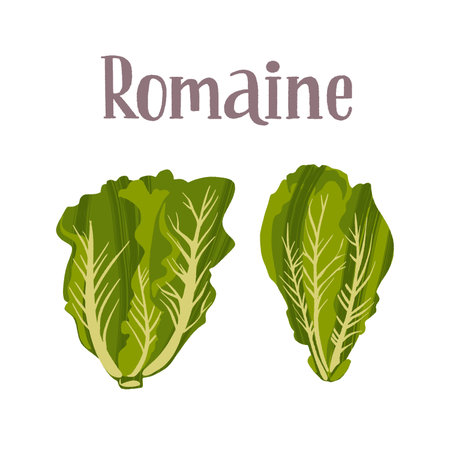 Healthy nutrition product. Fresh tasty romaine salad.のイラスト素材