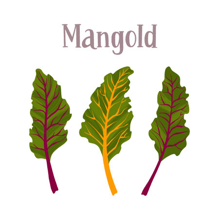 Healthy nutrition product. Fresh tasty mangold salad.のイラスト素材