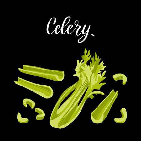 Fresh celery bunch, stalks and chopped. Healthy nutrition product.のイラスト素材