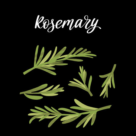 Spicy herbs for cooking. Fresh rosemary. Healthy nutrition product.のイラスト素材