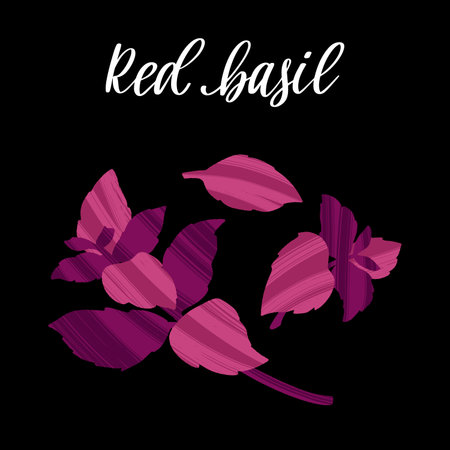 Spicy herbs for cooking. Fresh red basil. Healthy nutrition product.のイラスト素材