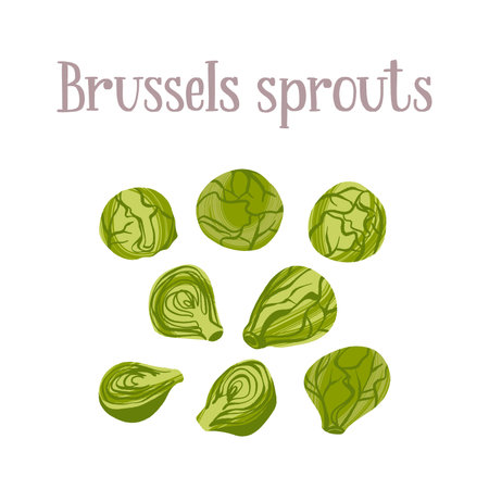 Fresh young Brussels sprouts. Healthy nutrition product.のイラスト素材