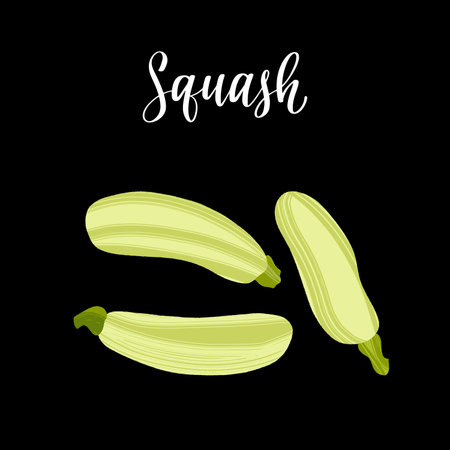 Fresh young squash vegetable. Healthy nutrition product.のイラスト素材