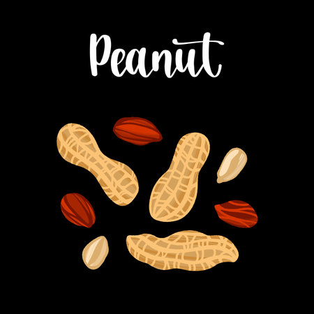Peeled and in shell peanuts. Healthy nutrition product.のイラスト素材