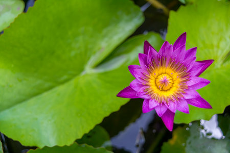 Violet Purple lotus in natural poolの写真素材