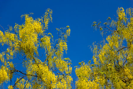 Cassia fistula blue background