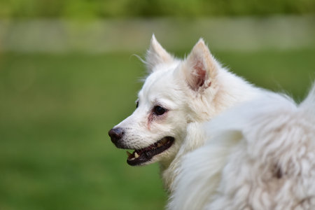 Cute dog stareの写真素材