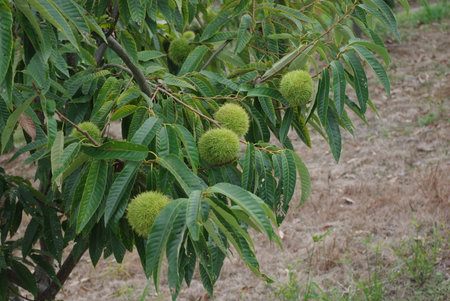 young green chestnuts on treeの写真素材