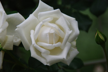 close up white rose flowerの写真素材
