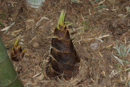 Bamboo baby at Japanese Gardenの写真素材