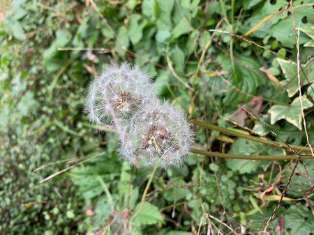 dandelion fluffの写真素材