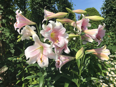 Beautiful Lily flowersの写真素材