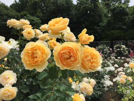 Yellow rose flowersの写真素材