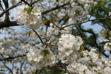 white sakura (cherry) blossomsの写真素材