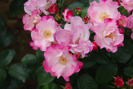 old type of pink rose flowerの写真素材