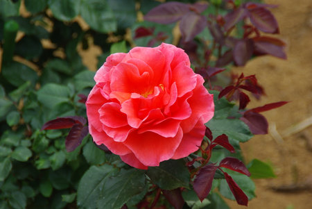 close up red rose flowerの写真素材
