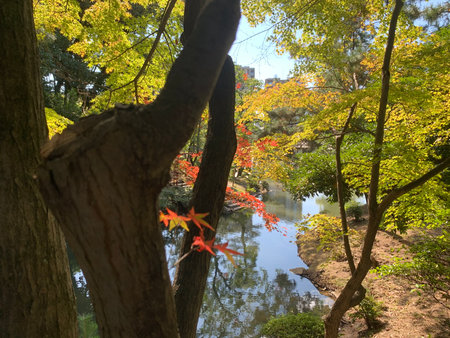 Begin changing color of leavesの写真素材