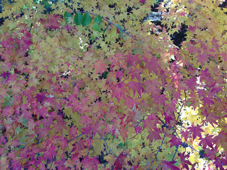 Japanese maple leavesの写真素材