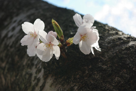 Close up photo for cherry blossoms (sakura)の写真素材