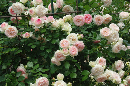 Roses are in full bloomの写真素材