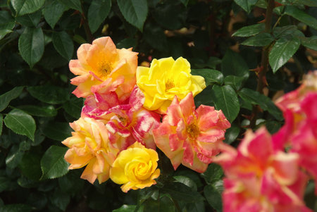 Colorful roses are in full bloomの写真素材